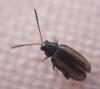 Phyllotreta sp.